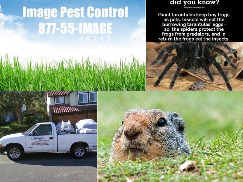 Image Pest Control