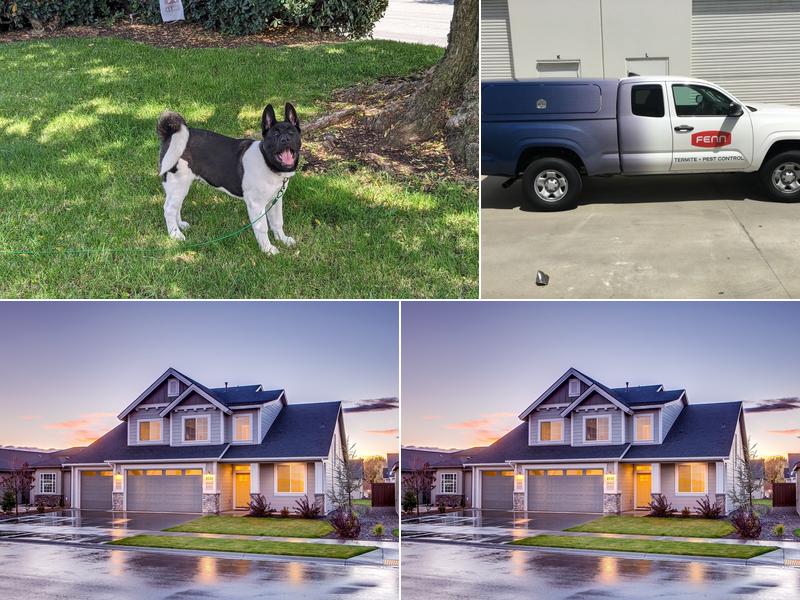 Fenn Termite + Pest Control