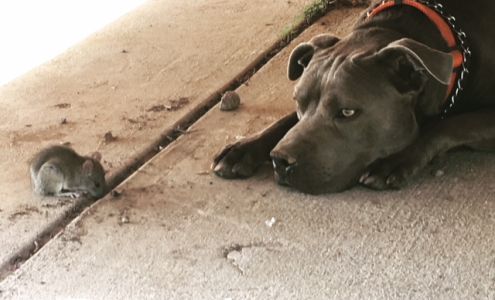 Hydrex Termite & Pest Control - Culver City Termite & Pest Control Company 11328 Havelock Ave, Culver City California 90230