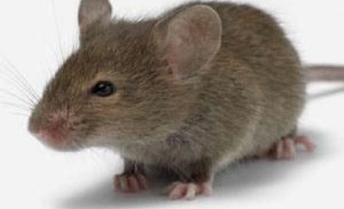 Innovative Pest Management