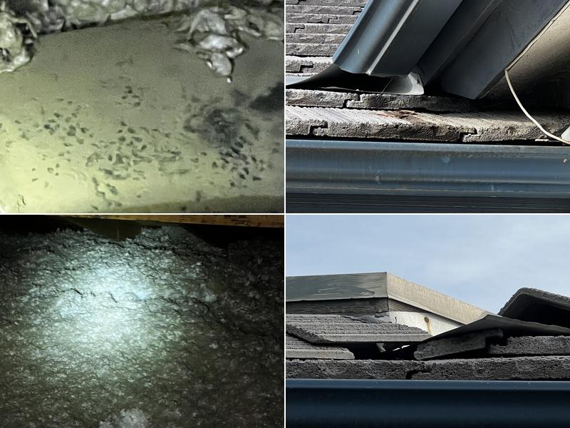 Game Over Pest Control