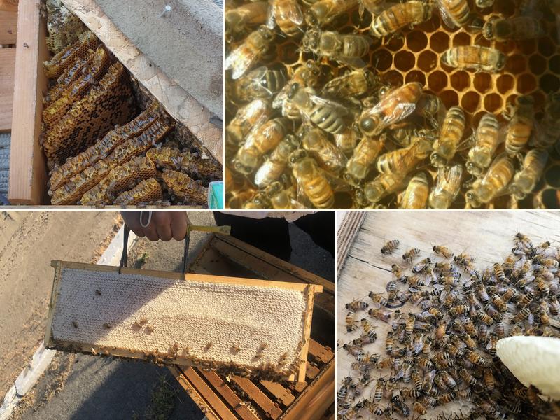 Villicano Farms (Bee's, Trees, & Stump removal service)