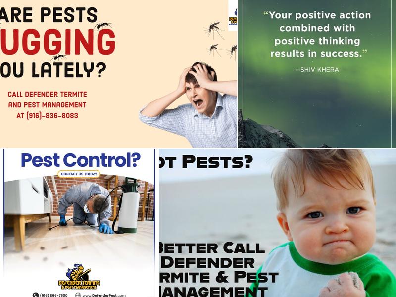 Defender Termite & Pest Management