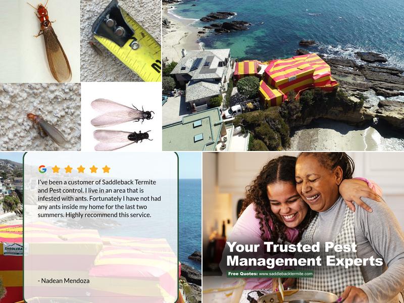 Saddleback Termite & Pest Control