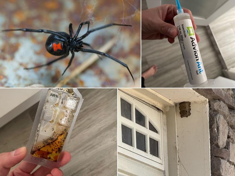 DM Pest Control