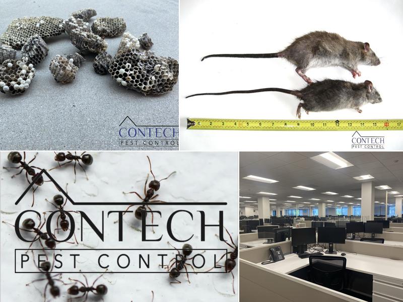 Contech Pest Control