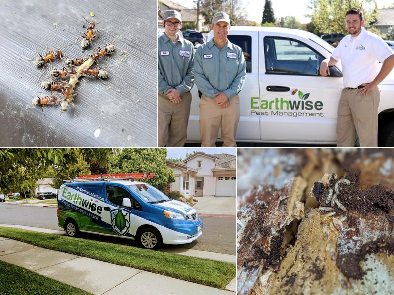 Earthwise Pest Management