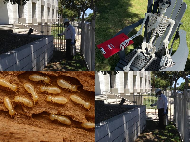 Dewey Pest & Termite Control