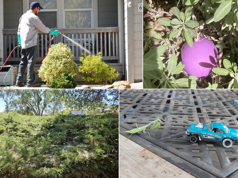 Foothill-Sierra Pest Control