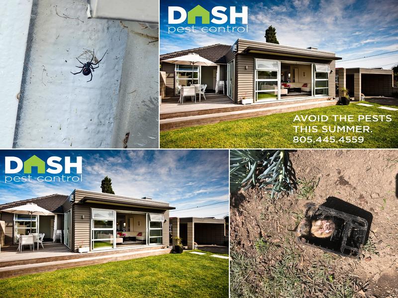 Dash Pest Control
