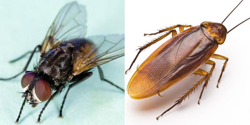 Griffin Pest Management