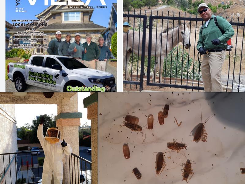 Outstanding Pest Solutions