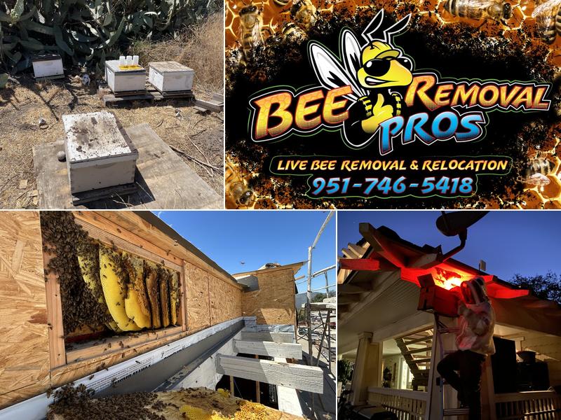 Bee Removal Pros
