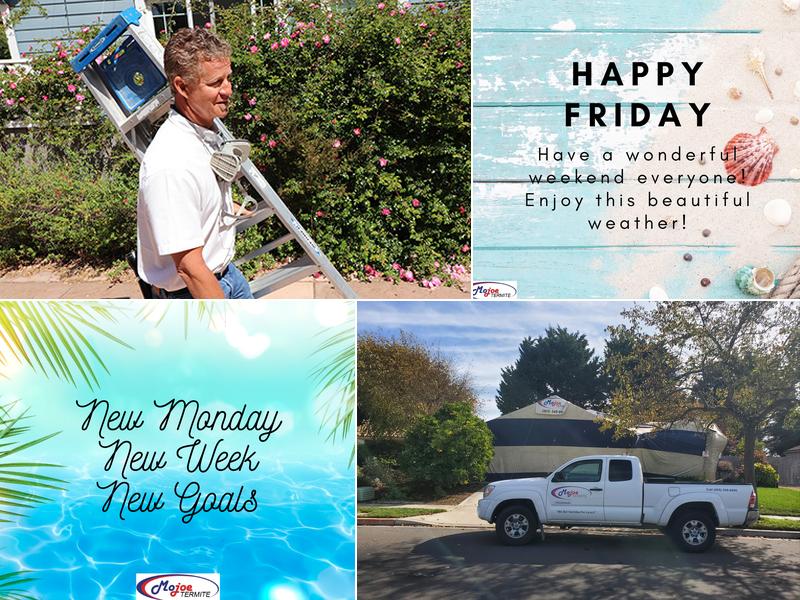 Mojoe Termite Control