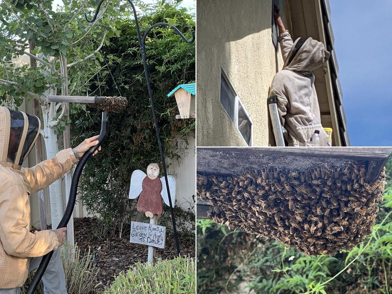 Ron & KeyK’s Live Bee Removal Services