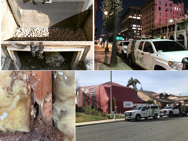 Excel Pest Management