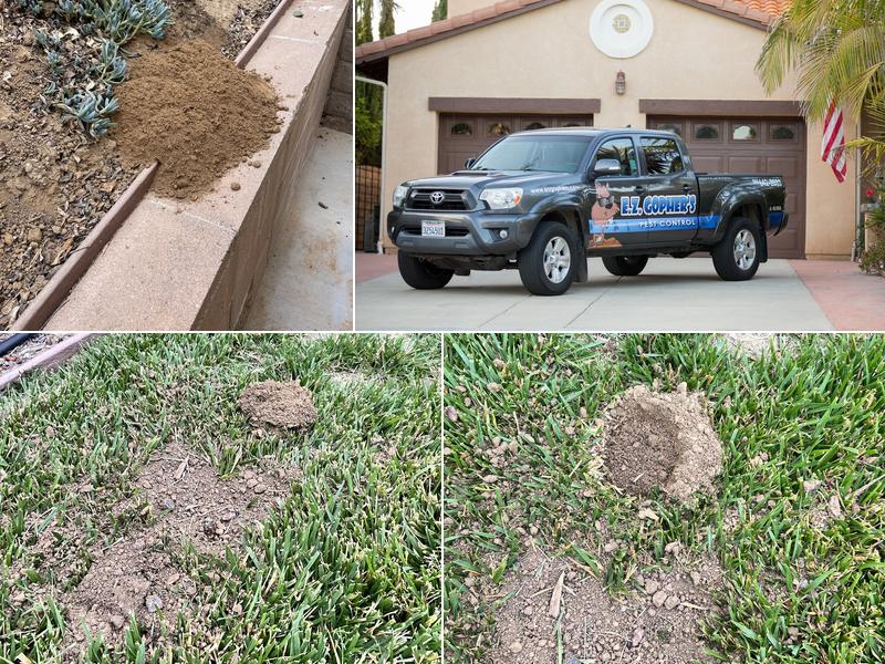 E Z Gopher's Pest Control