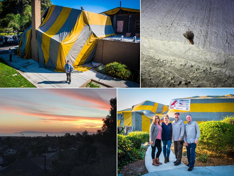 Allguard Termite & Pest Control