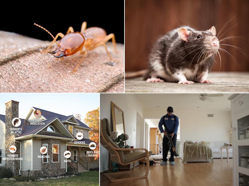 Ecola Termite and Pest Control Services