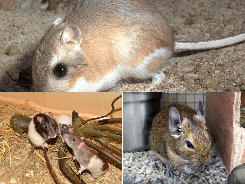 Discreet Rodent Proofing