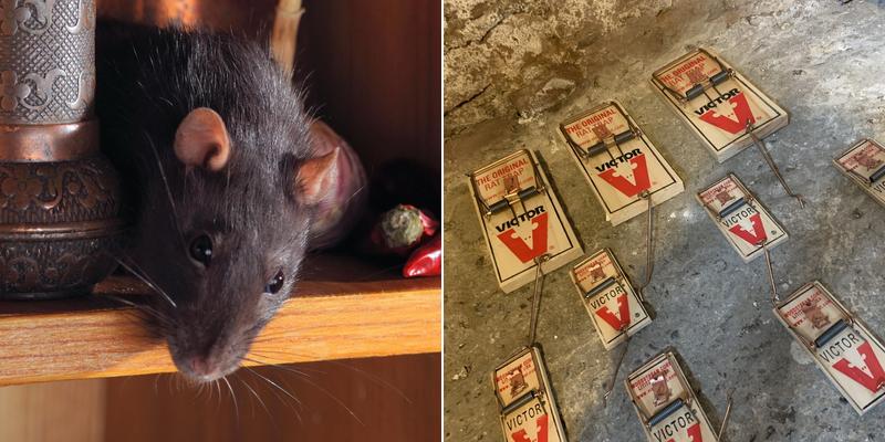 Precision Rodent Proofing