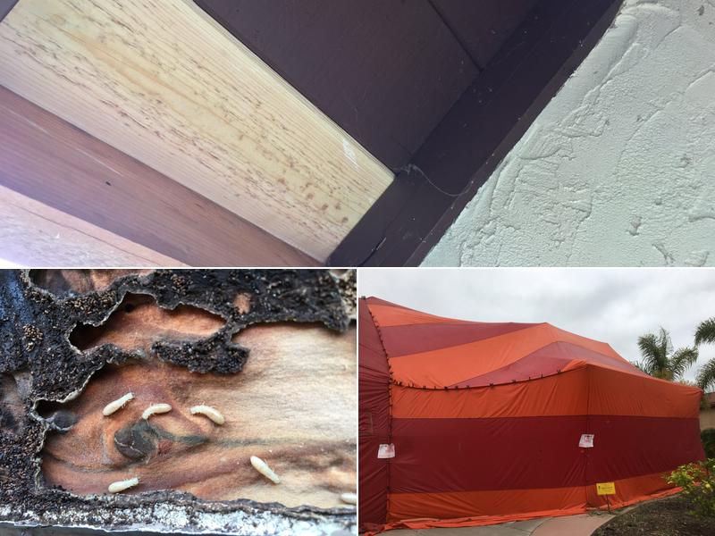 Clear Solutions Termite Control