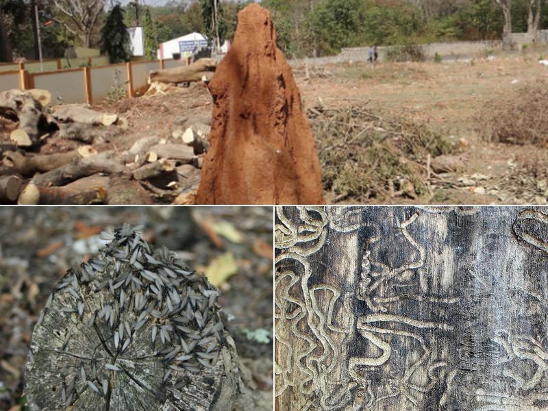 Proficient Termite and Construction