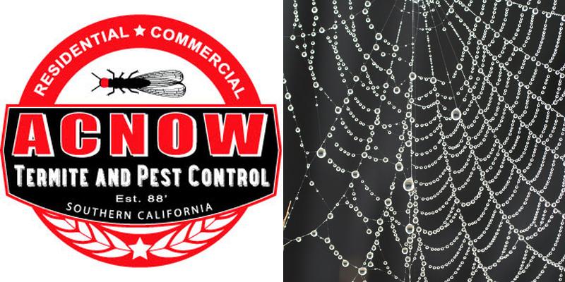 Acnow Termite & Pest Control