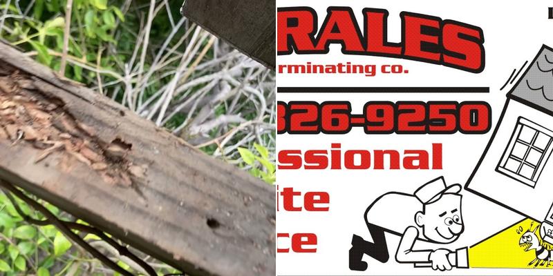 Morales Exterminating