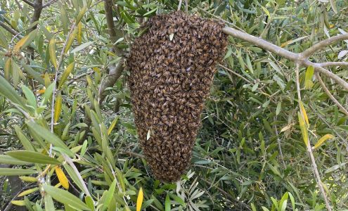 Victory Bee Removal 3927 Kaplan Way, National City California 91950