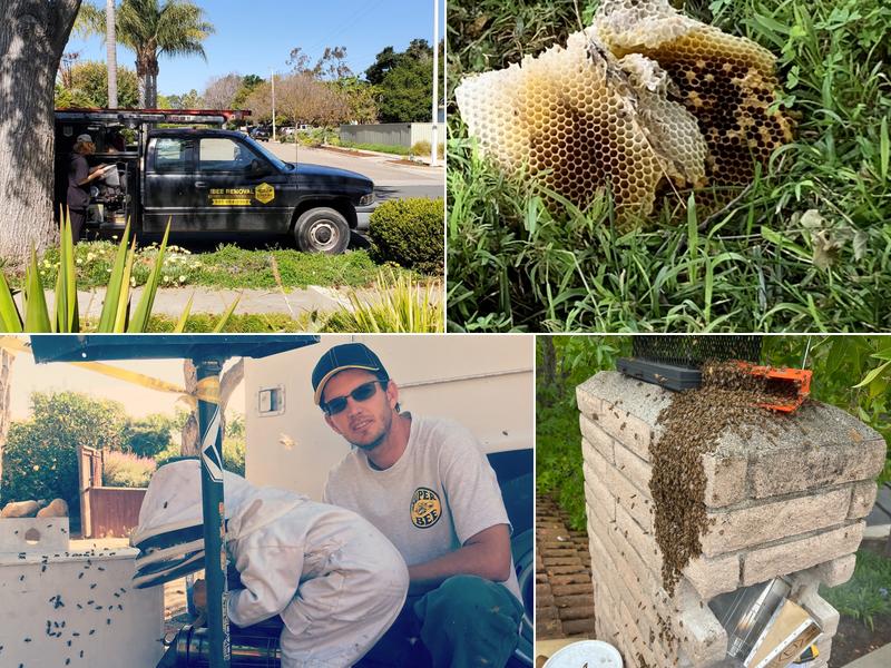 Super Bee Rescue and Removal