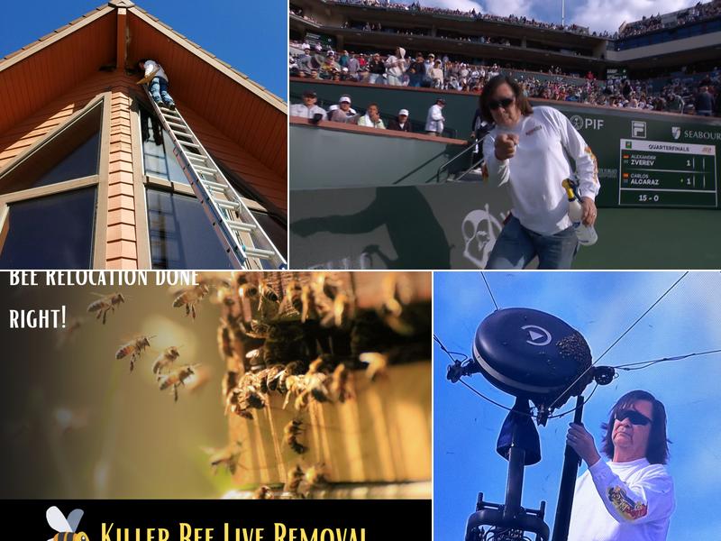 Lance Davis - Killer Bee Live Removal