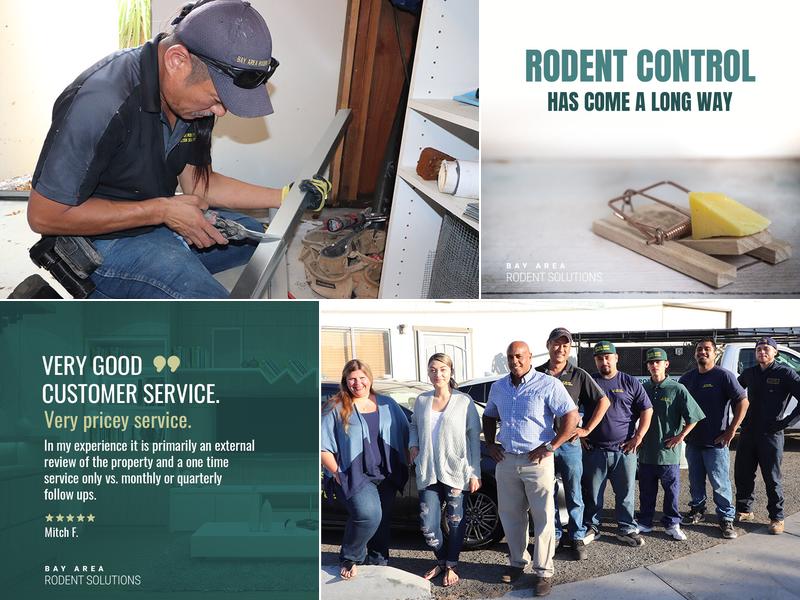 Bay Area Rodent Solutions