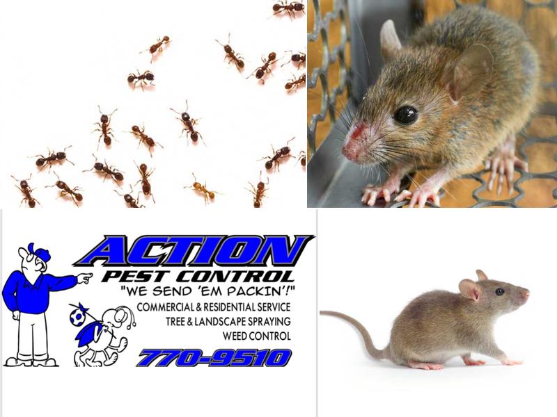 Action Pest Control