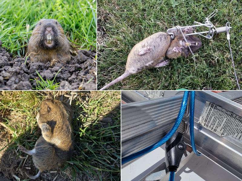 Bust-A-Bug Pest Management