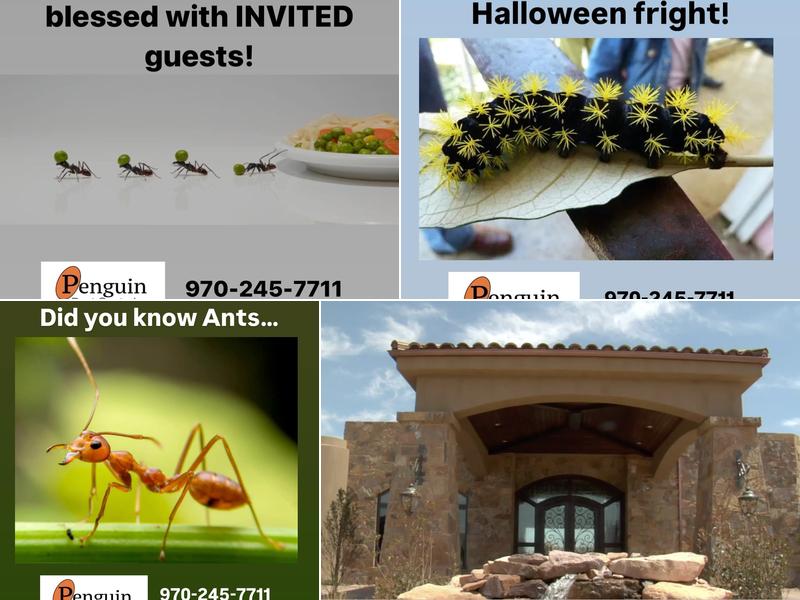 Penguin Pest Control