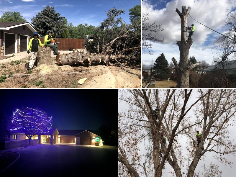 T4 Tree Services - SavATree