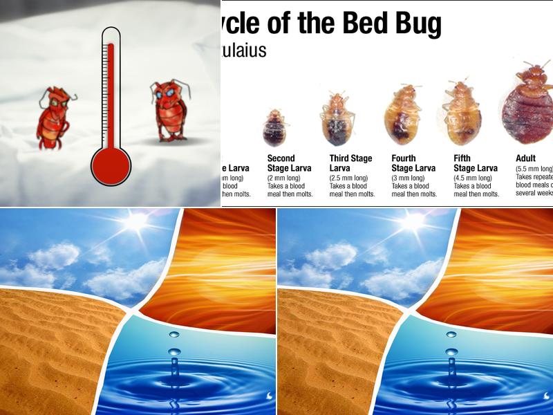 Heat Pro Inc Specializing In Bed Bugs Only
