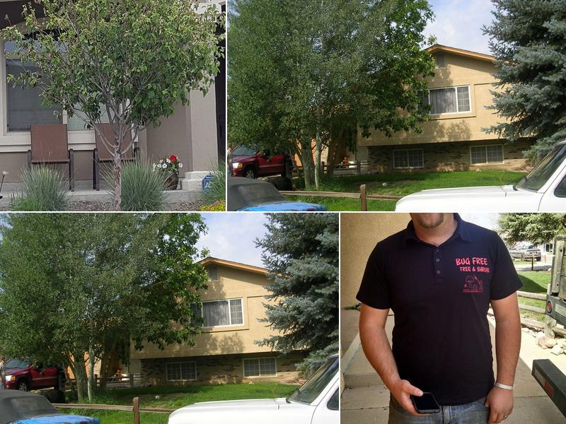 BugFree Tree Shrub Spray