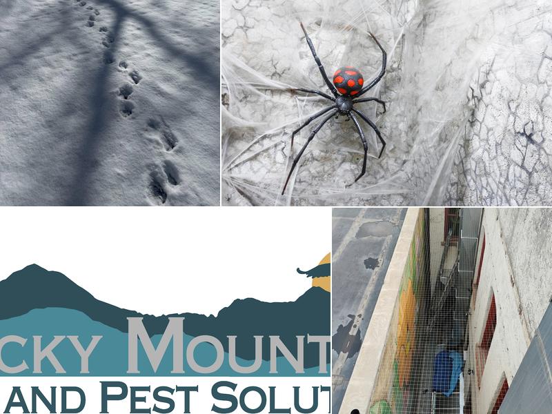 Rocky Mountain Bird and Pest Solutions