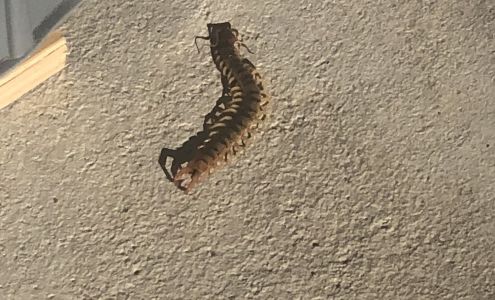 The Bugman Pest Control Services