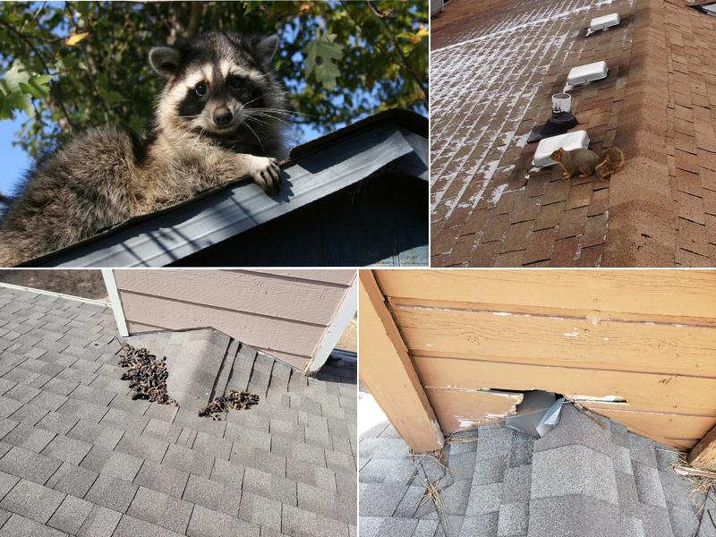 Elite Animal Control LLC