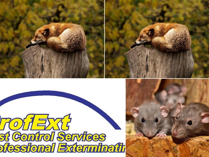 ProfExt Pest Control