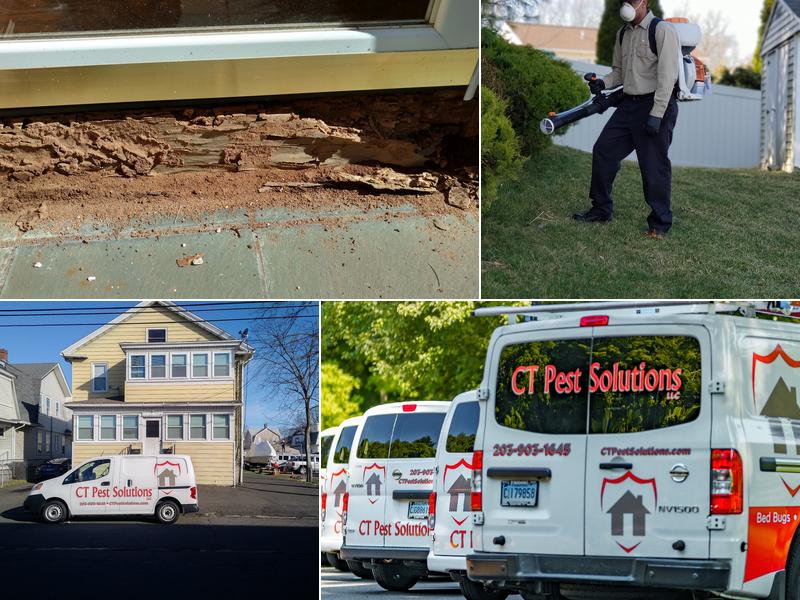 CT Pest Solutions