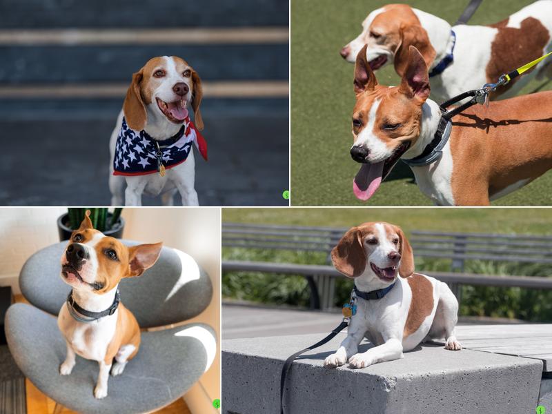 M&M Bedbug Inspectors