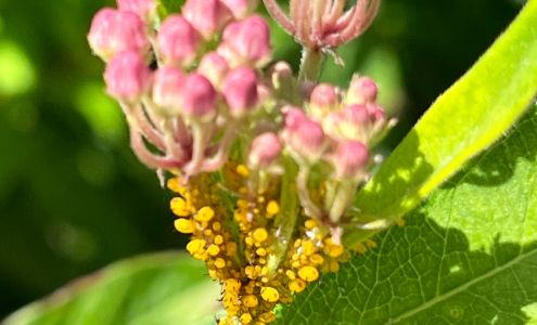 LXS Pest Control 60 June Rd Suite: 203, North Salem New York 10560