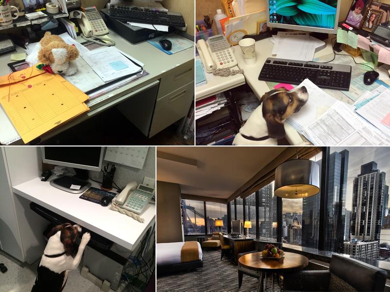 NYC Bed Bug Inspections