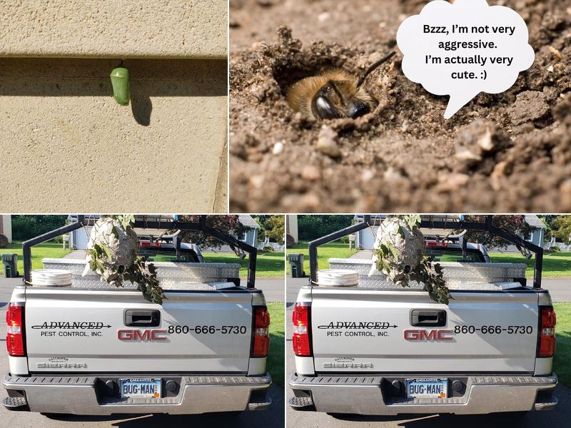 Advanced Pest Control Inc.