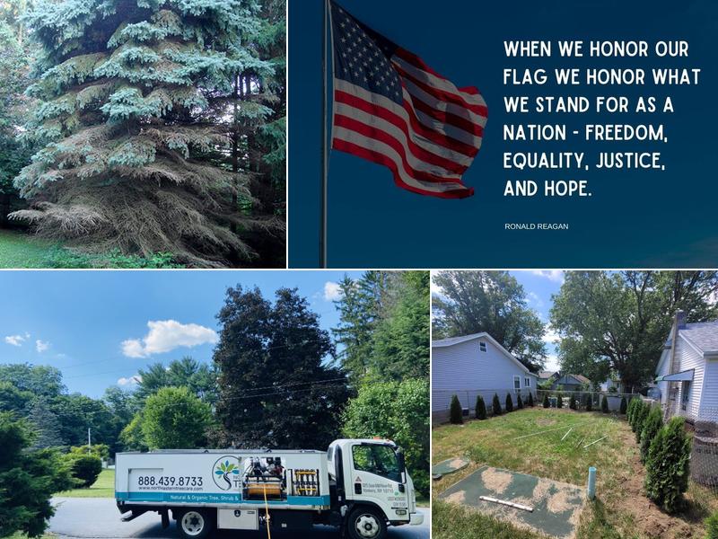 North Eastern Tree 🌳, Shrub and Lawn care