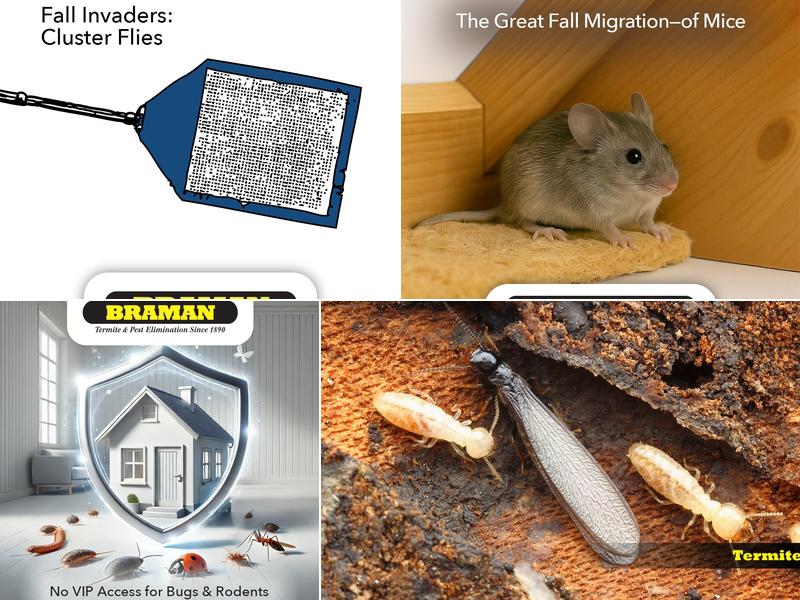 Braman Termite & Pest Elimination